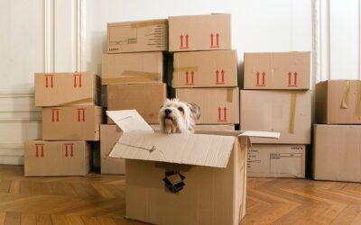 Why You Should Hire Local Movers in Fairfax County When Moving with Pets